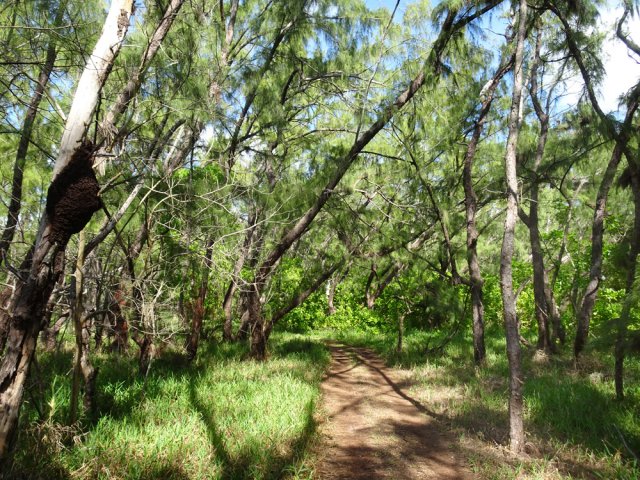 Nouveau chemin ombragé très agréable
