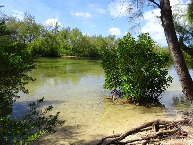 Il serait dommage de quitter l'île sans cette incursion dans les mangroves de la côte ouest