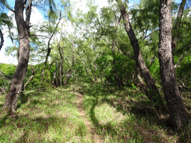 Longer la côte sur d'étroits sentiers herbeux