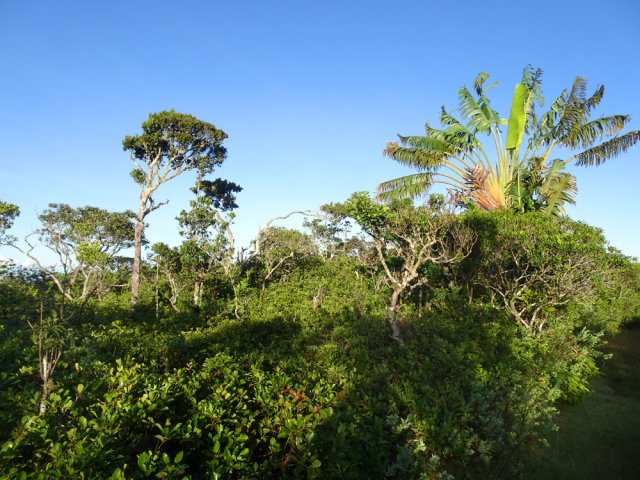 Les goyaviers auront bientôt le dessus sur les endémiques