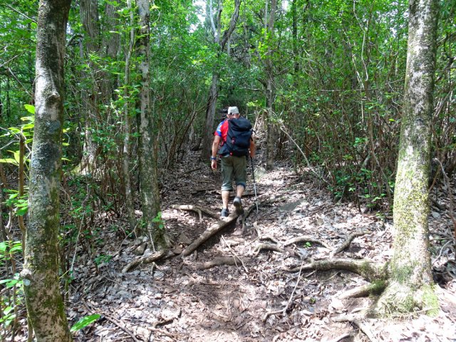 La montée est immédiate sur terre et racines