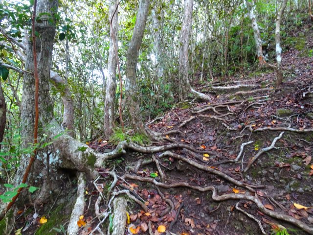La pente est forte et les racines sont utilisées comme marches