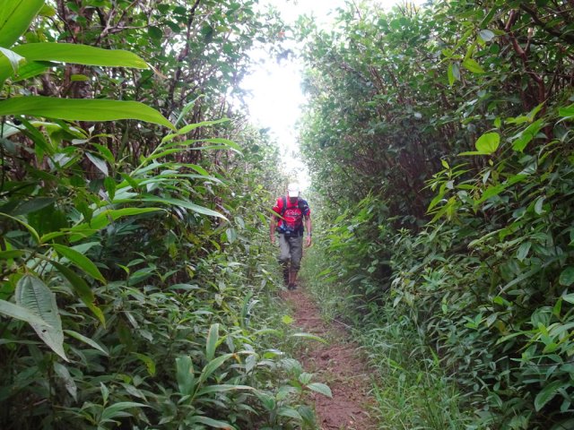 La fin du parcours s'effectue dans les goyaviers