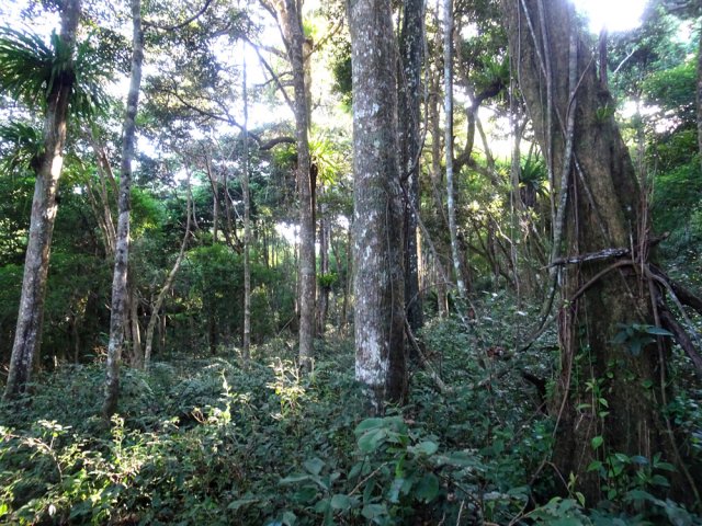 Un bois de grands arbres envahis par de grandes fougères