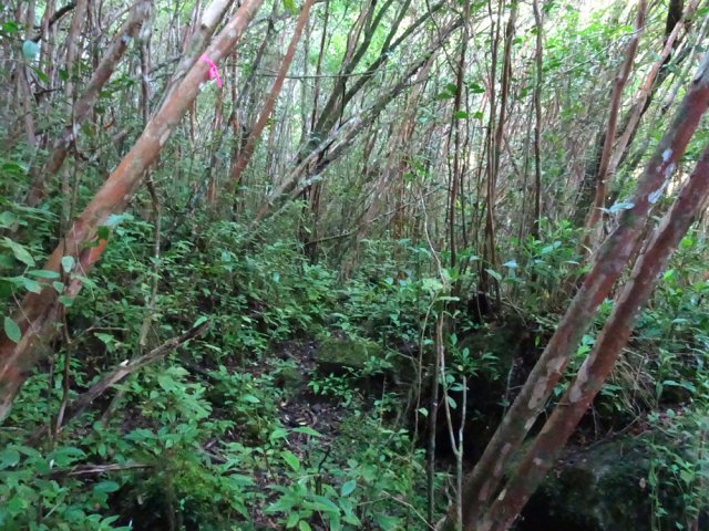 Délaisser le sentier et suivre les balises sur un sentier qui part à gauche