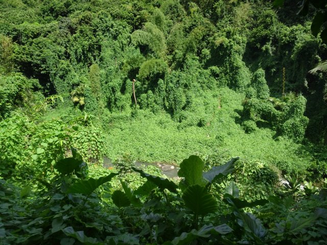 Les berges, vues du haut, semblent inextricables