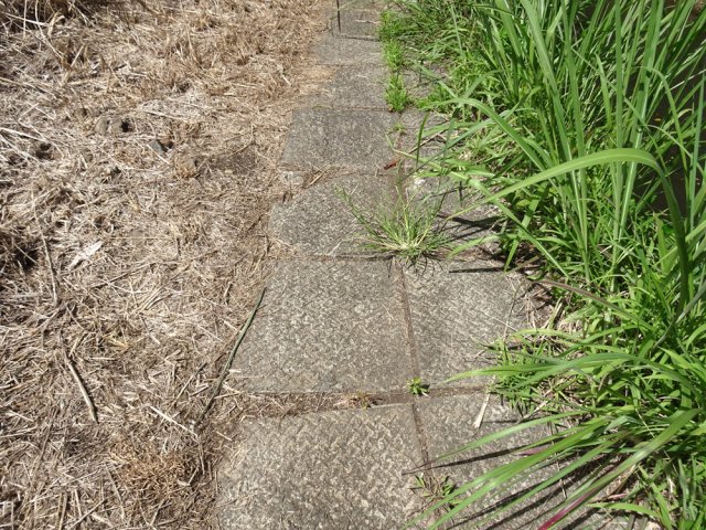 Des centaines de dalles en béton pour marcher au sec