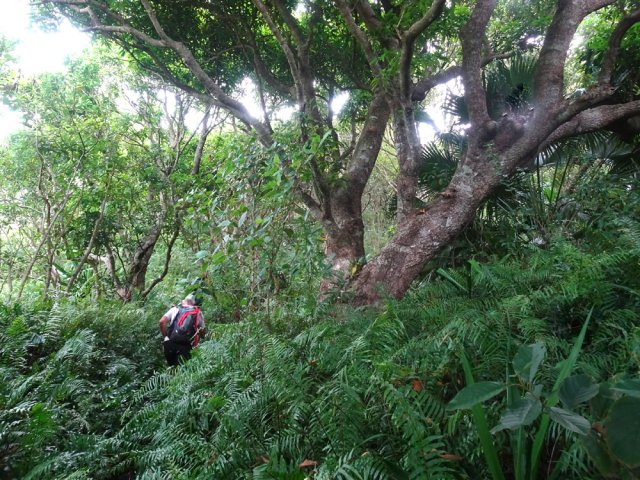 Manguiers dans les hautes fougères