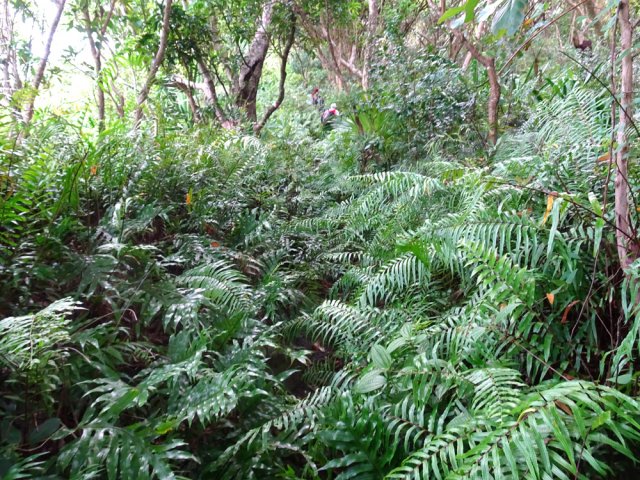 Les fougères ne masquent pas totalement le passage