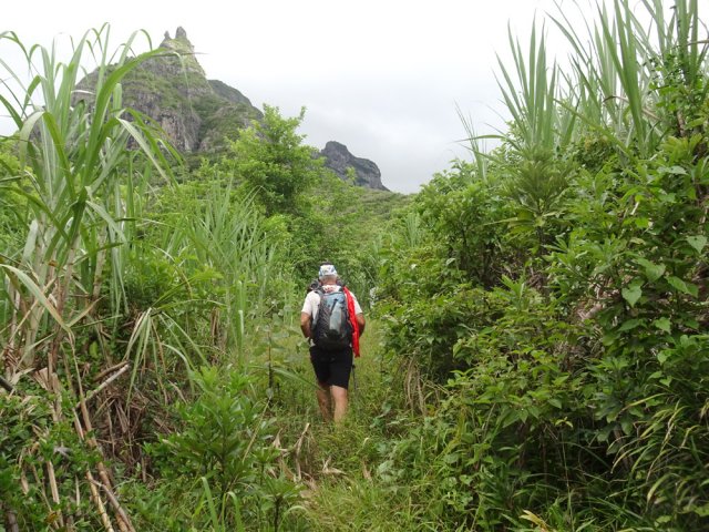 Champs de canne abandonnés