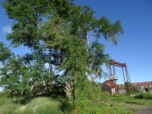 La visite de l'usine débute à ce grand tamarin d'Inde
