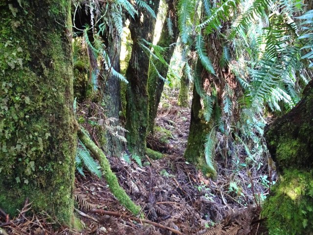 Passage facile entre d'énormes et très hauts fanjans