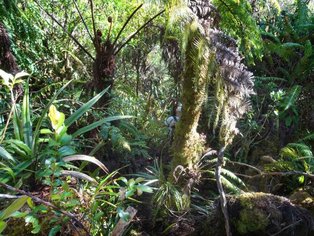 Superbe jungle au milieu des fougères et mousses