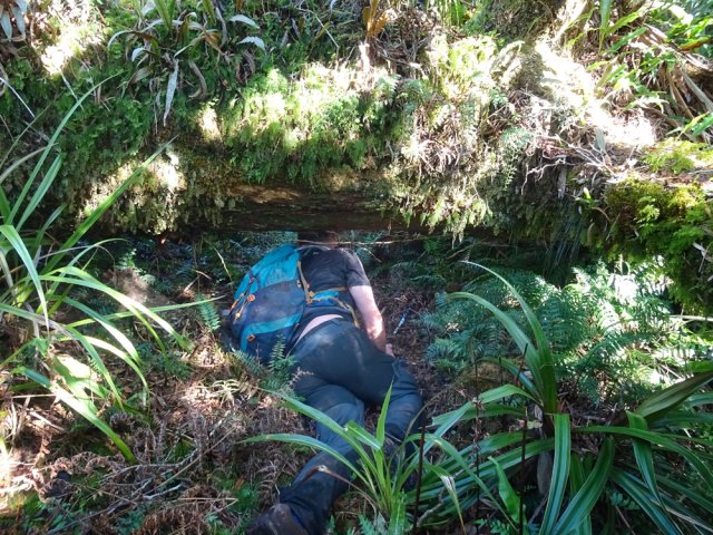 Nombreux rampés de moins de 30 cm sous les troncs. On revient la sac plein de terre et de mousses