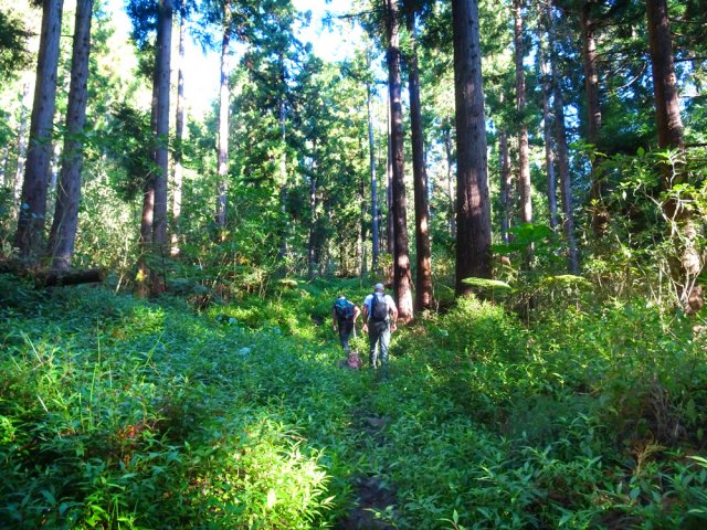 Sentier du Piton des Neiges envahi de jouvences sous les cryptomerias