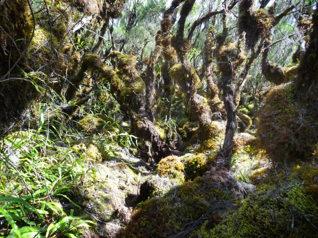 Magnifiques avounes dans les branles moussus
