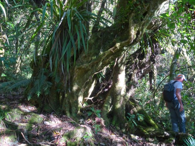 La Forêt de Bébour offre de magnifiques spécimens d'arbres endémiques