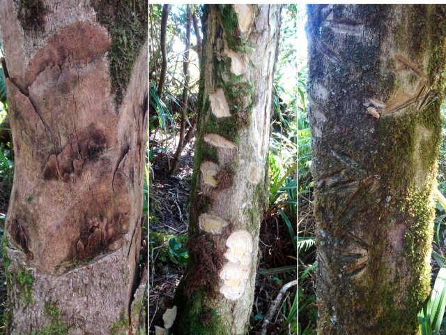 Impossible de manquer l'arbre repère. D'autres suivront, presque mutilés