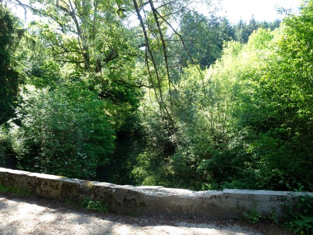 Petit pont dans les queues marécageuses du lac