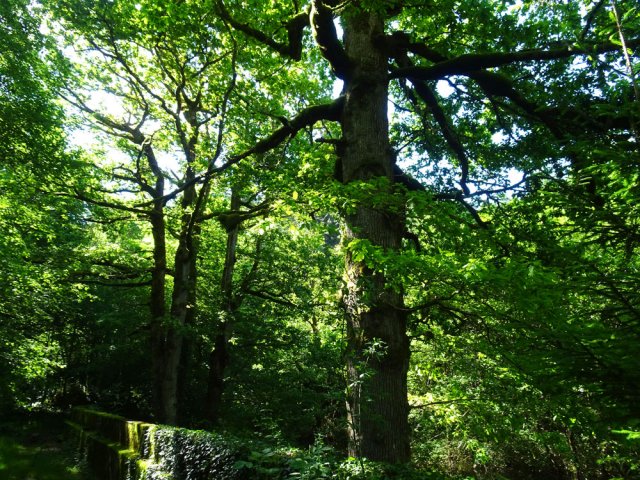 Ne pas manquer ces chênes centenaires proches du petit pont