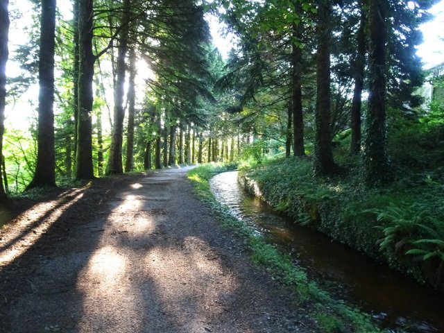 Large allée qui longe la Rigole de la Montagne Noire sous les grands arbres