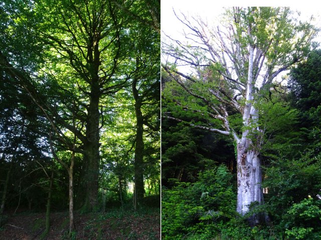 Toute la boucle offre régulièrement de magnifiques arbres