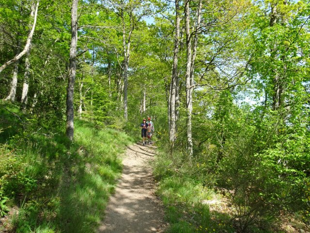 La suite du tour dans de belles forêts de feuillus