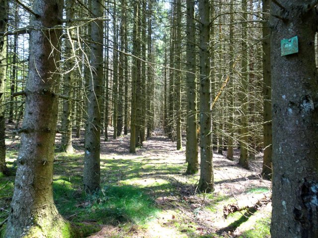 Grandes forêts d'épicéas pour de bonnes odeurs de sève de pin