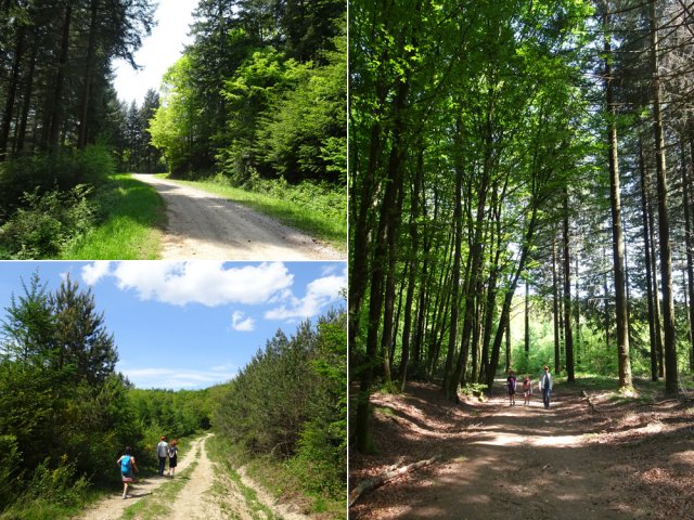 Poursuivre dans la belle Forêt de la Clergue