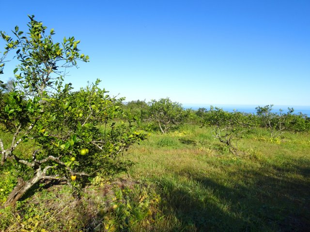 La piste traverse des vergers d'agrumes à toucher seulement avec les yeux