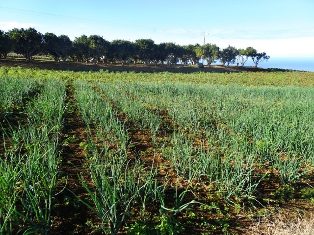 Les cannes sont remplacées par des champs et vergers