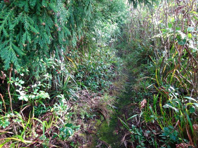 On longe très souvent des lignes domaniales plantées de cryptomerias
