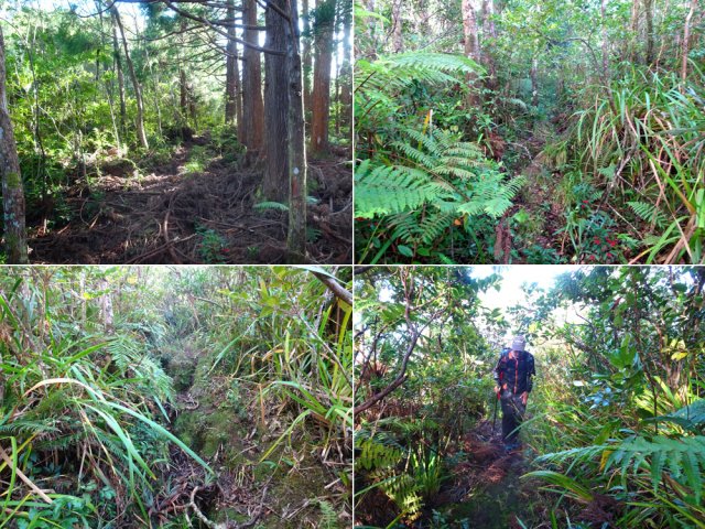 Quelques portions plus encombrées mais faciles à suivre