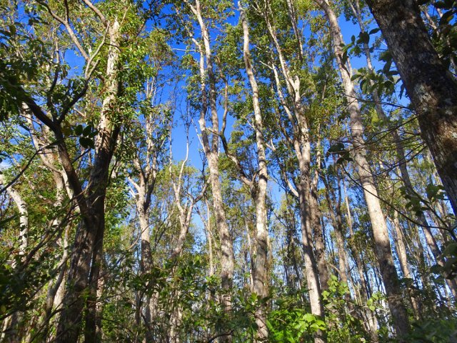 Les camphriers ont souffert du passage du dernier cyclone
