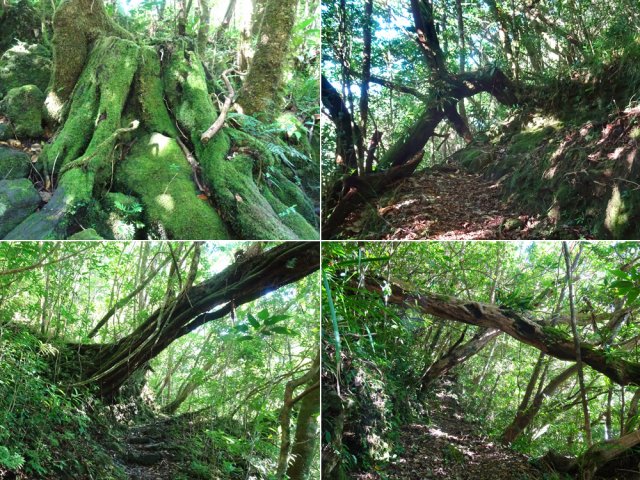 Grands arbres, pas toujours debout, durant la montée
