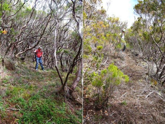 Après 200 m de descente, de plus en plus de grands branles verts