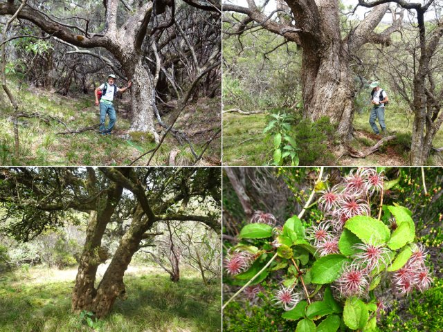 A l'approche de la Ravine Haüy, ne pas manquer les magnifiques tamarins