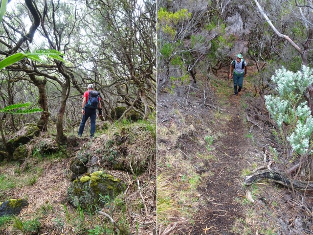 Début de la remontée vers la Rampe Liot en rive droite de la ravine Haüy