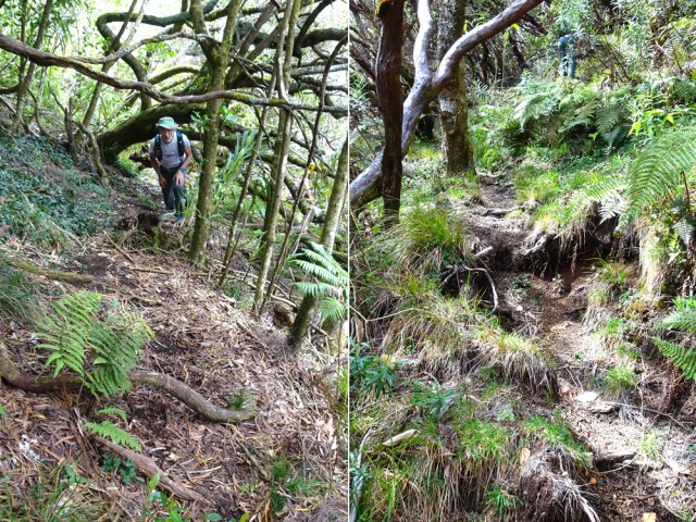 Suivre les très nombreux sentiers créés par les bovins