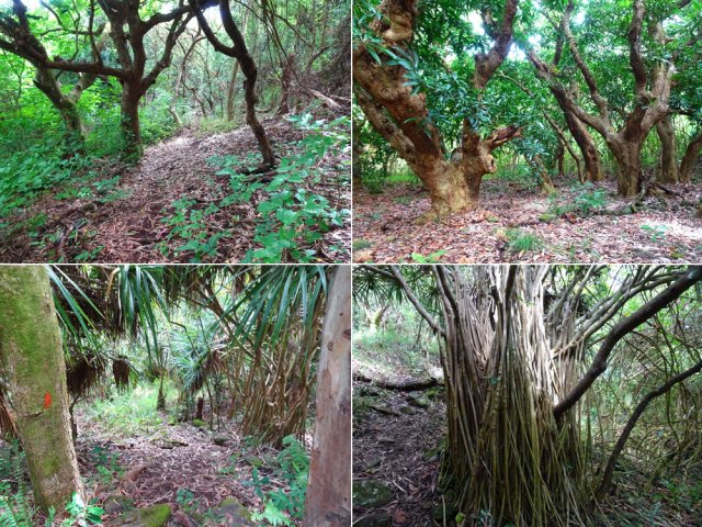 Beaucoup de manguiers au milieu de la forêt