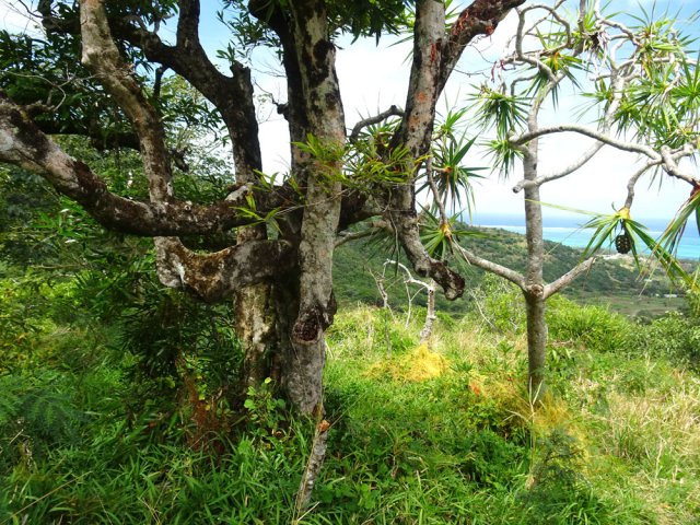 On frôle un magnifique arbre biscornu