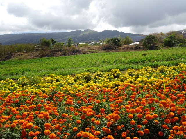 Beaucoup de temples dans la région, donc beaucoup d’œillets d'Inde