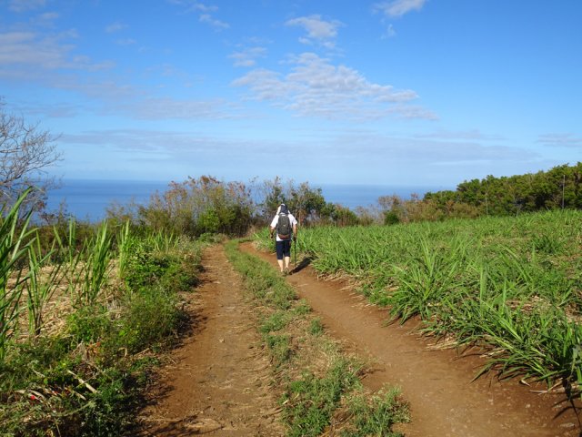 Nouveaux chemins dans les champs de canne