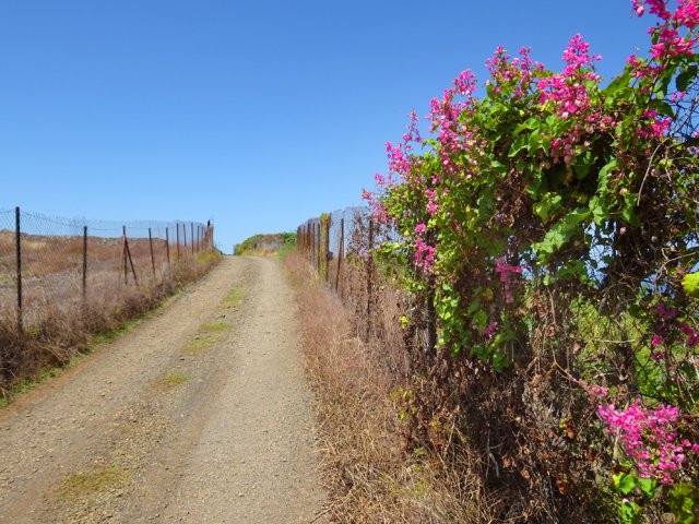 Clôtures et caméras dissuadent de se servir de fruits à la saison
