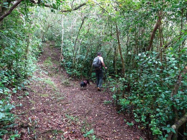 Ne pas manquer le sentier partant sur la droite dans les goyaviers