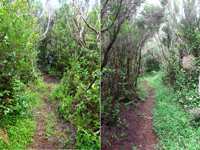 Plus haut, les goyaviers sont remplacés par les branles