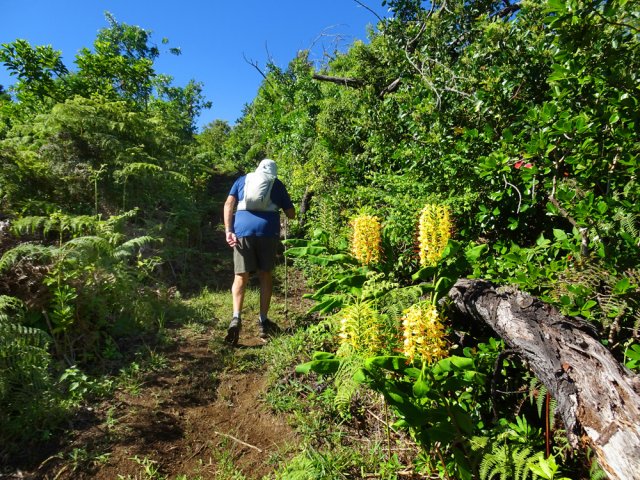 Sentier bien entretenu dans les goyaviers et bois de couleurs
