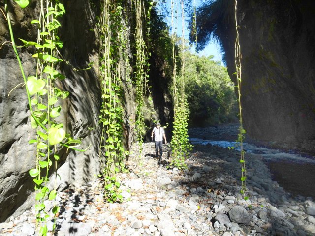 Les pothos occupant la falaise sont descendus jusqu'à la rivière