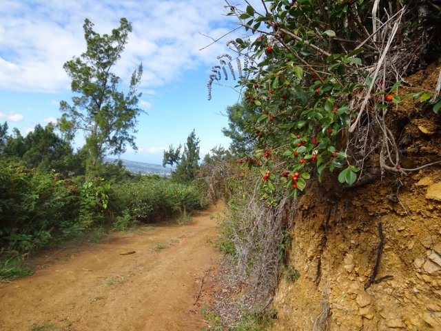 La piste de l'Argamasse bordée de goyaviers