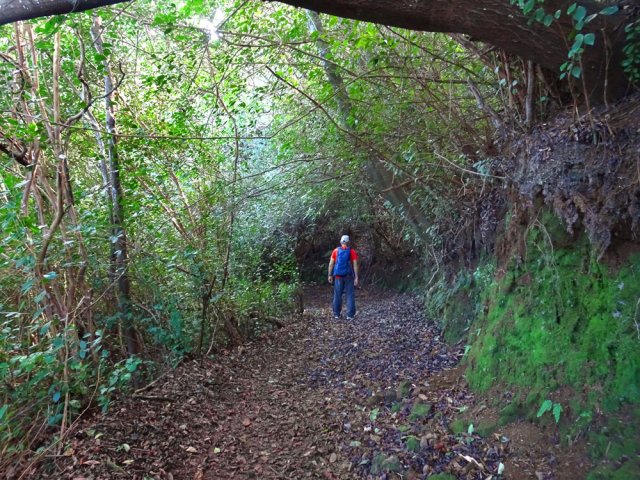 La végétation crée de véritables tunnels